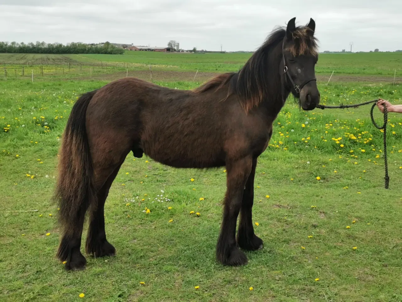 Billede 2 - Fellpony vallak passet med ALT