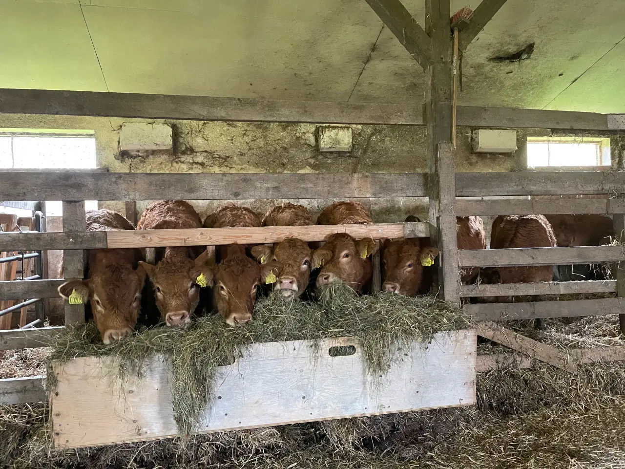 Billede 3 - 10 Limousine tyr- og kviekalve