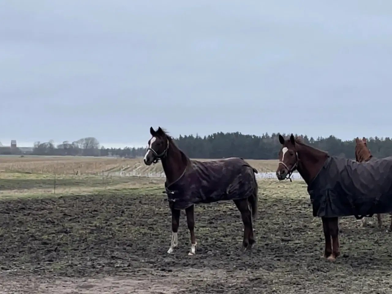 Billede 5 - FLOT 1 ÅRIG VALLAK