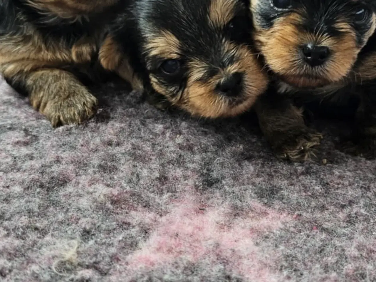 Billede 2 - 4 Yorkshire terrier hvalpe søgør kærlige hjem