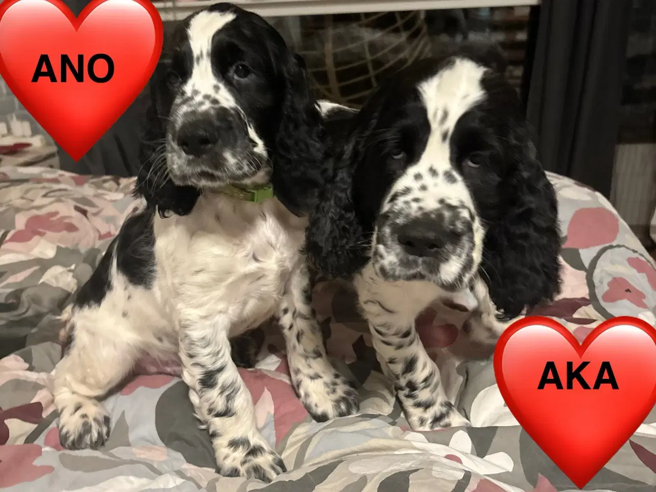 Billede 9 - DKK Stamtavle Standard Engelske Springer Spaniels