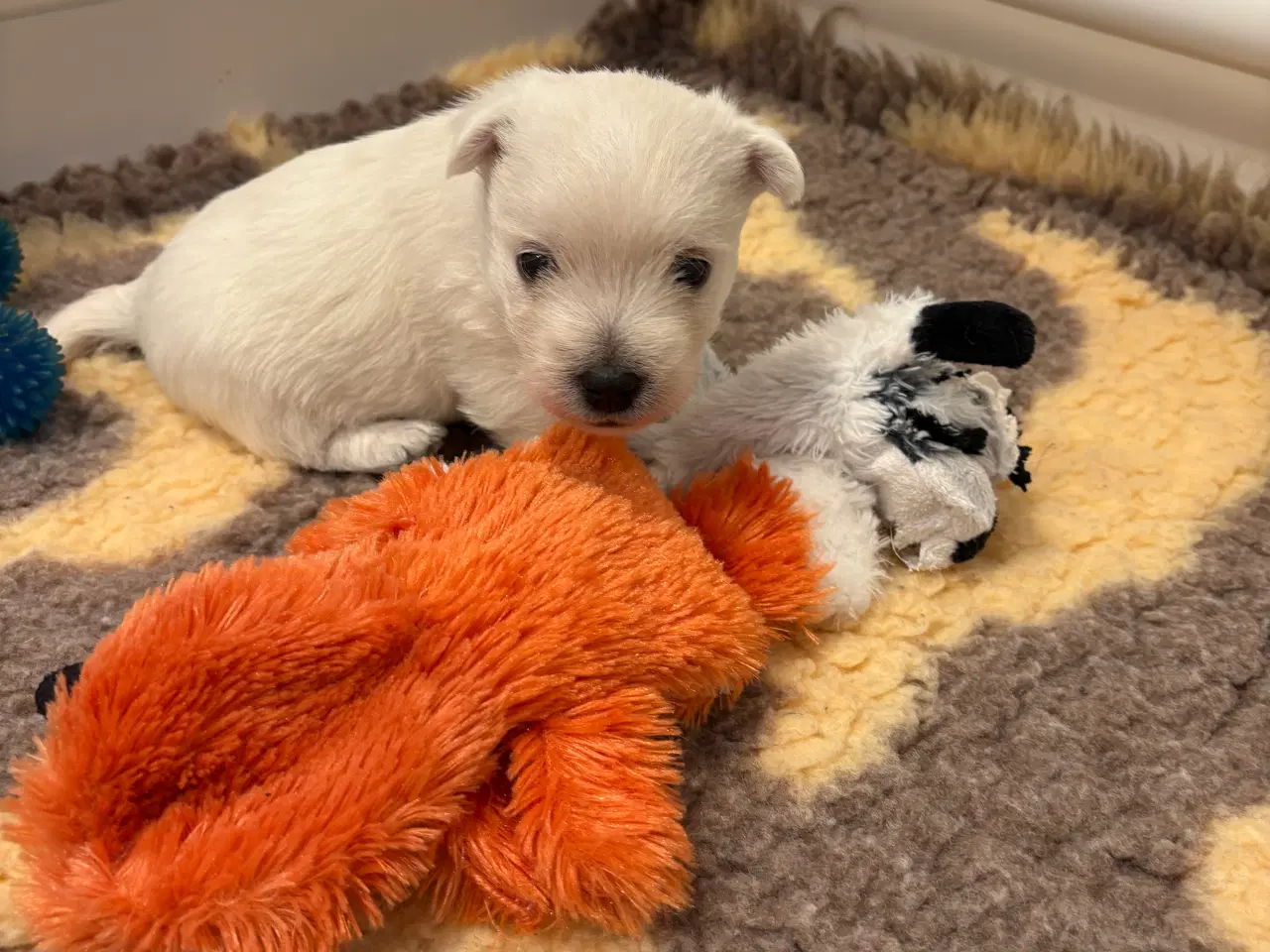 Billede 9 - West Highland White Terrier hvalpe til salg