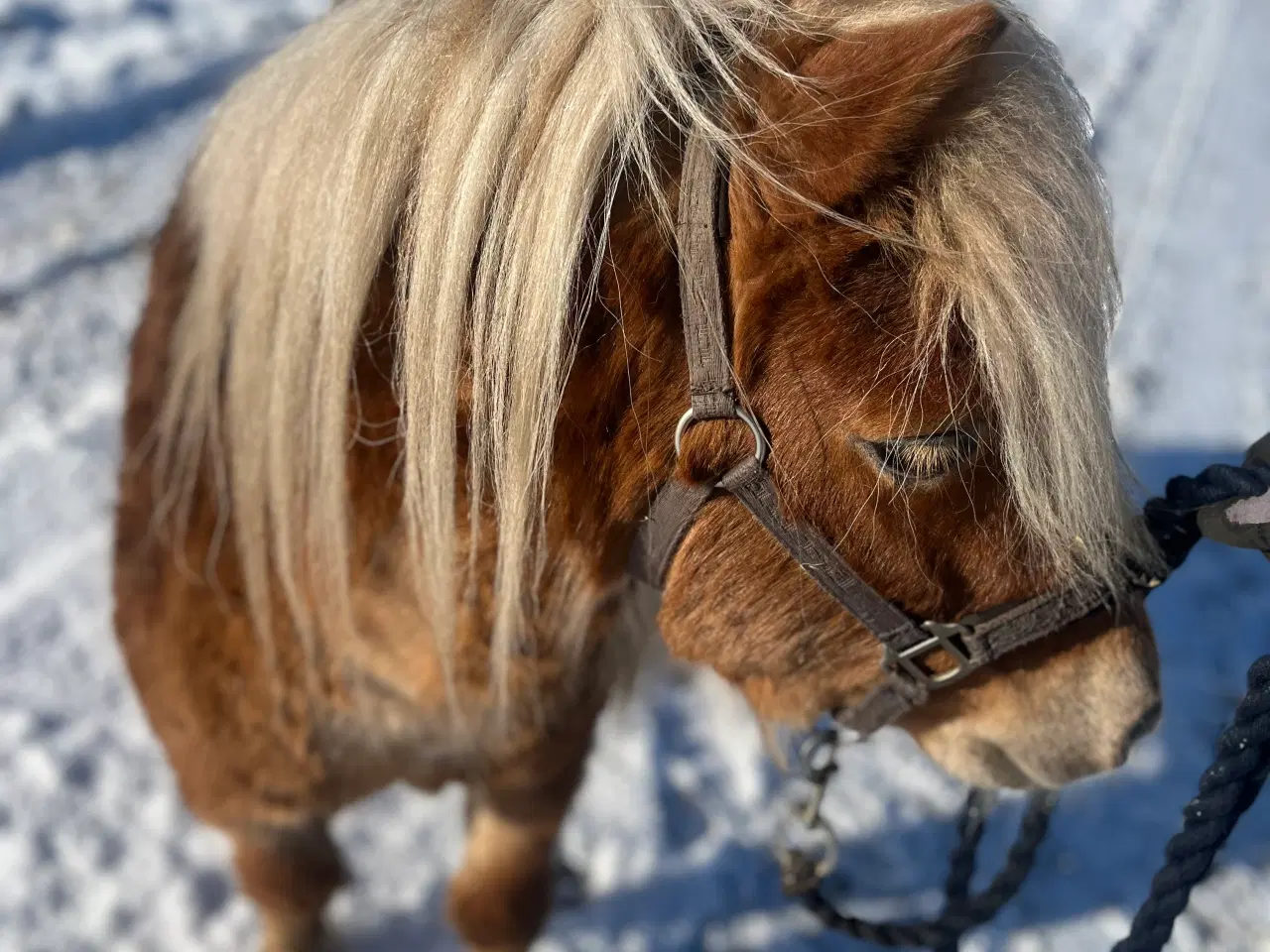 Billede 4 - Shetlands vallak - 6 år