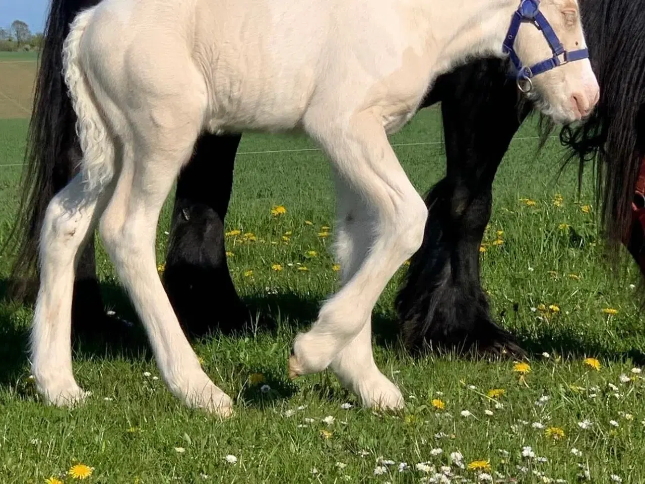 Billede 6 - Tinker hingsteplag i smuk farve