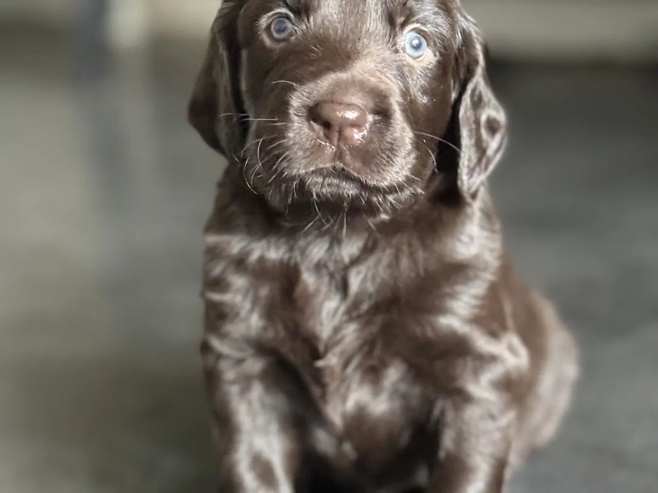 Billede 1 - Hundehvalpe/Tysk Langhåret Hønsehund