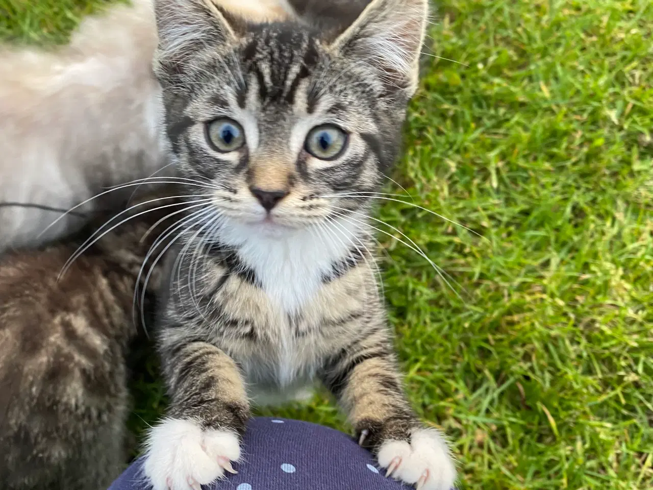 Billede 11 - Polydactyl Maine coon blandinger