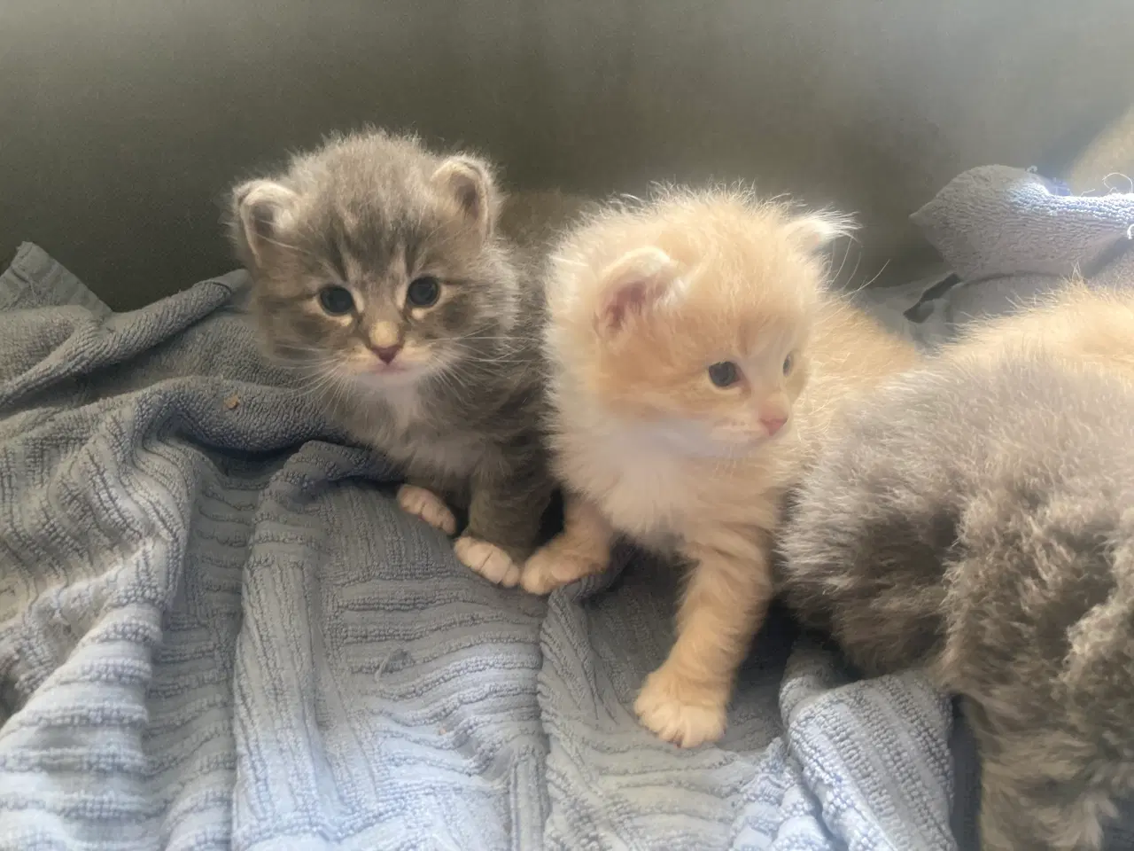 Billede 5 - Maincoon/Ragdoll/BS
