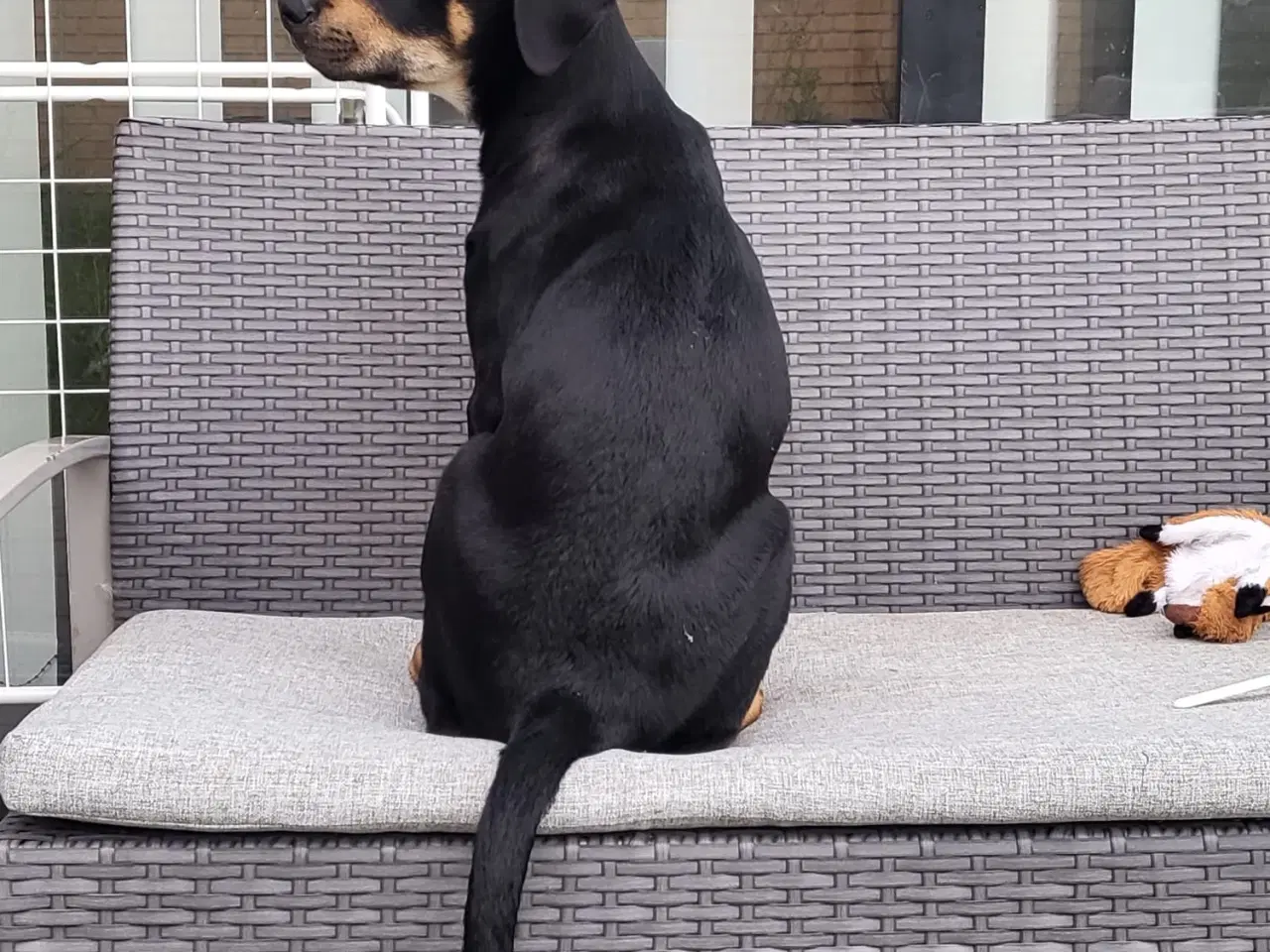Billede 5 - Hundhvalp halv labrador halv dobermann