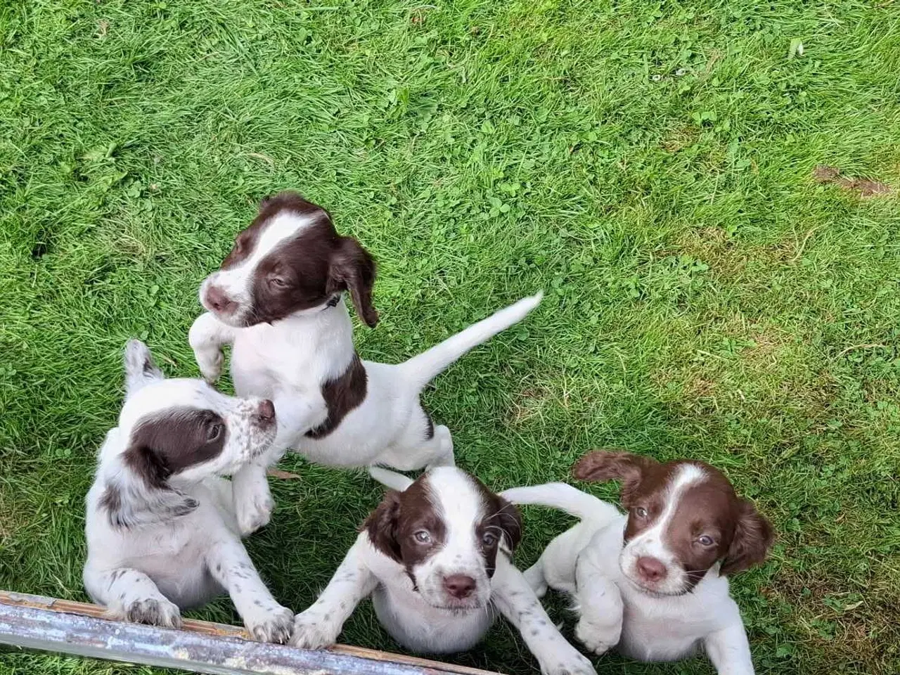 Billede 2 - Springer Spaniel hvalpe