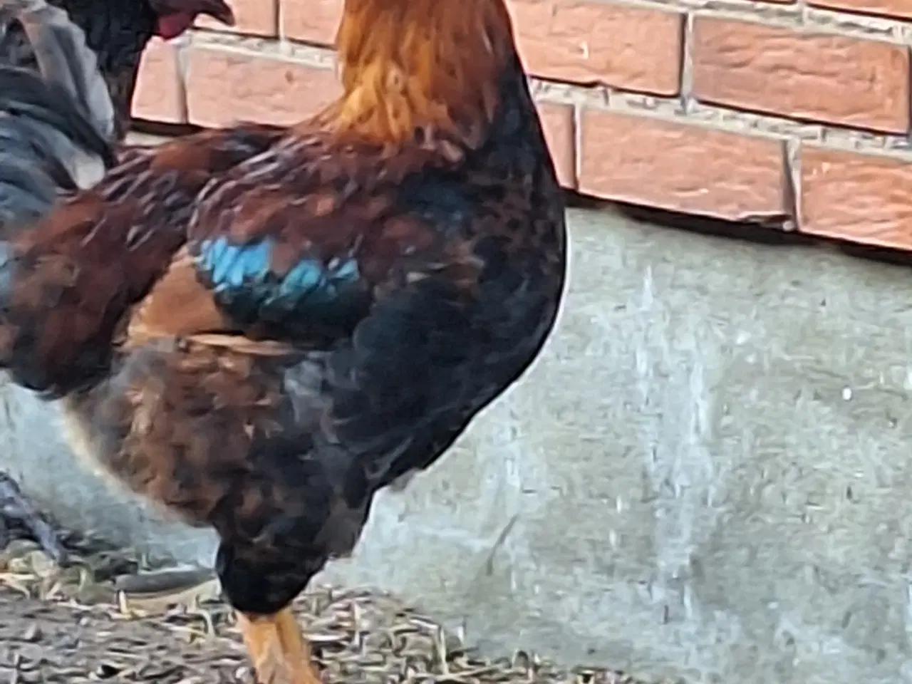 Billede 3 - To flotte unghaner