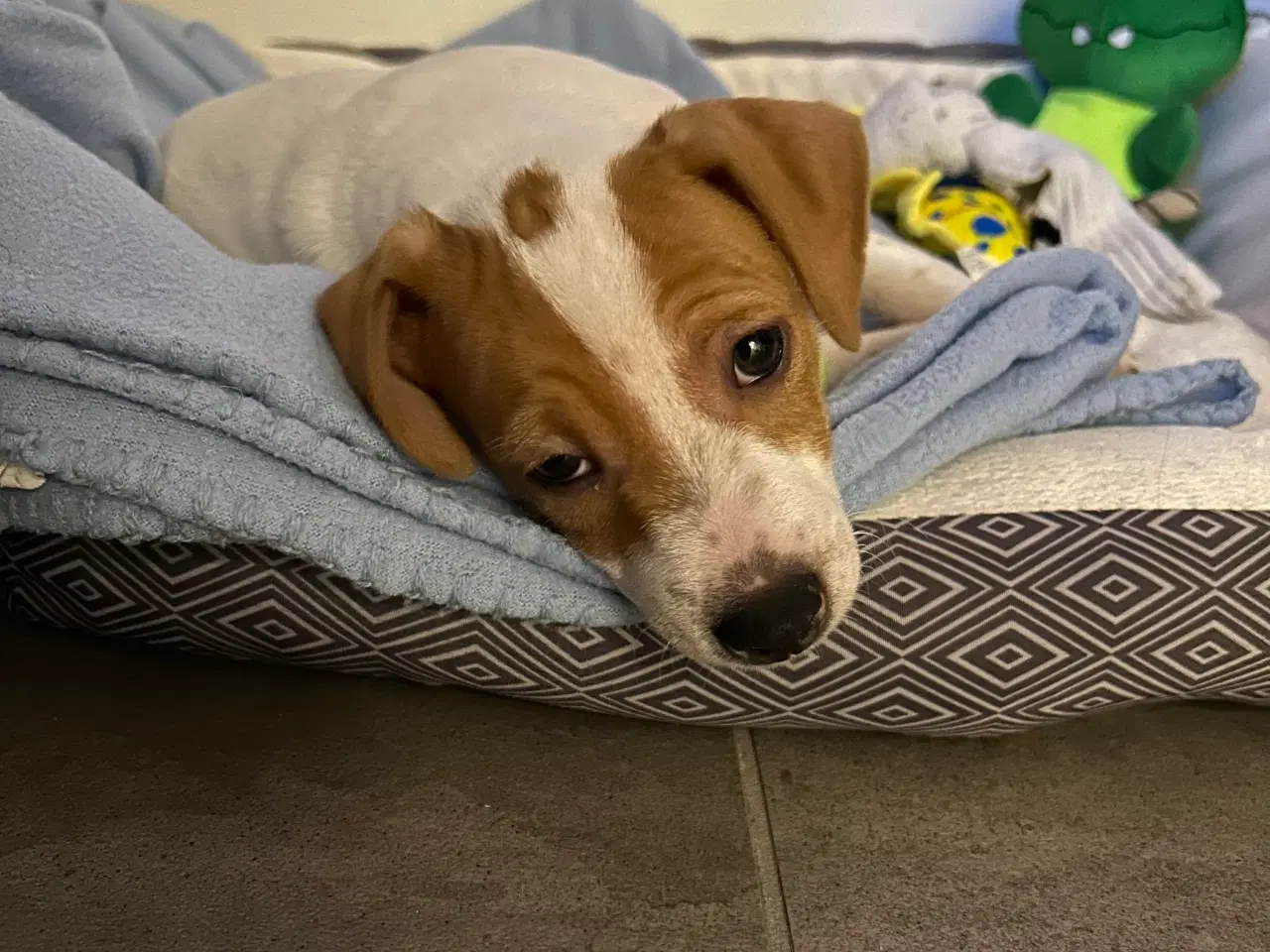 Billede 2 - Hvalp Dansk/svensk gårdhund