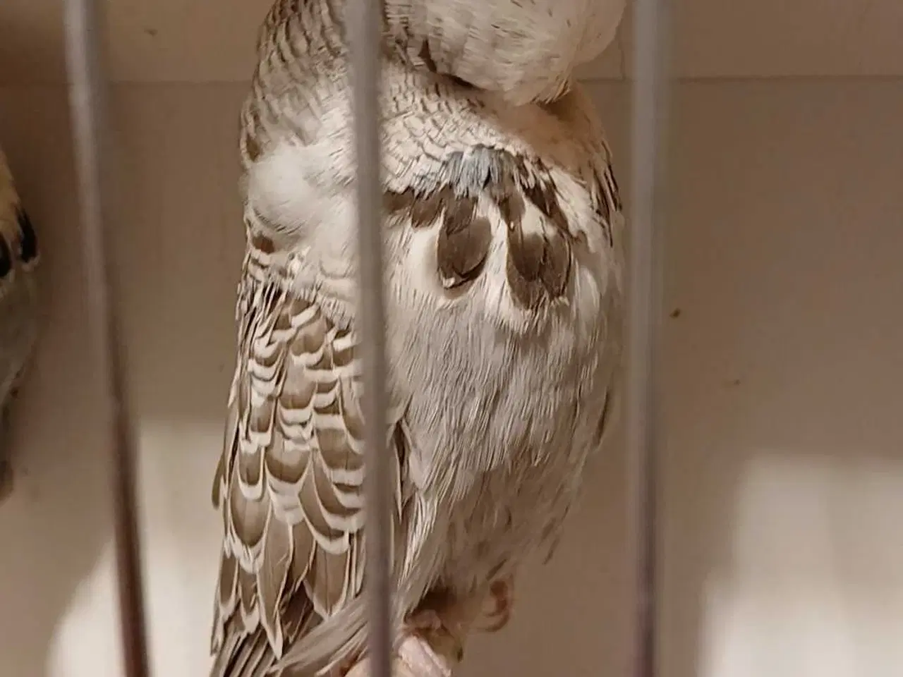 Billede 2 - Engelsk undulat hun