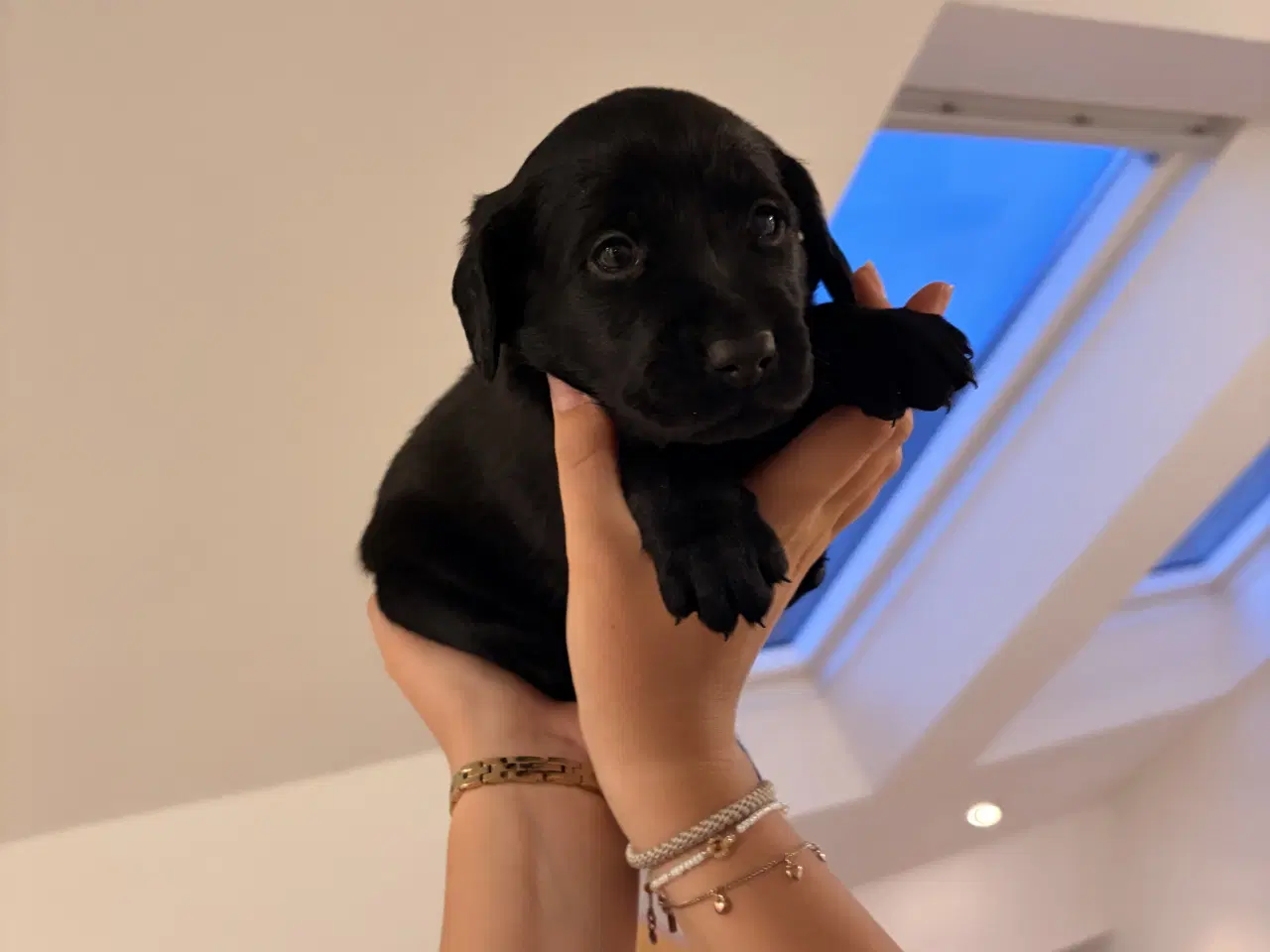 Billede 3 - Hvalpe- F1 labrador/Cocker spaniel