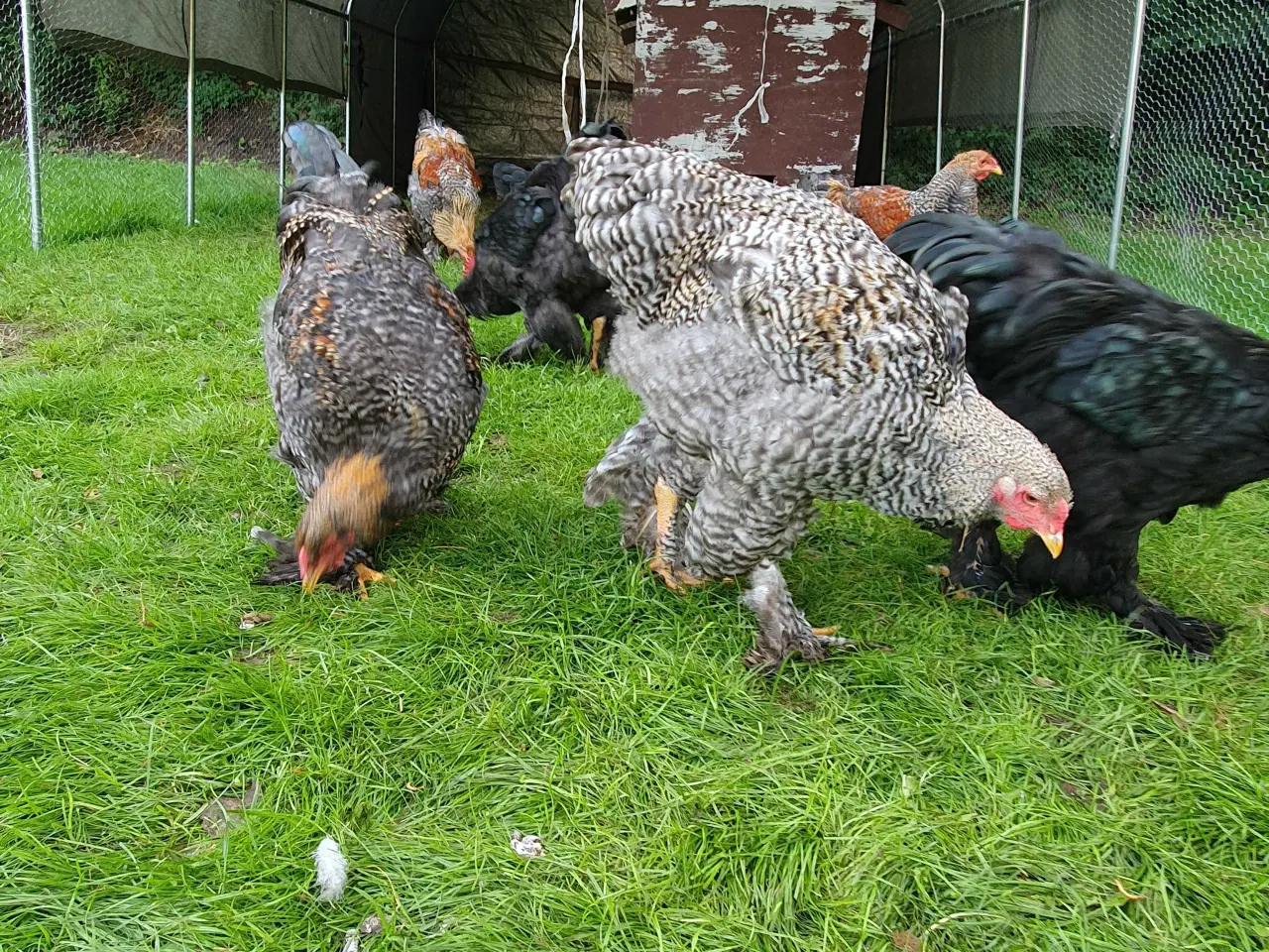 Billede 5 - Renracet Brahma haner