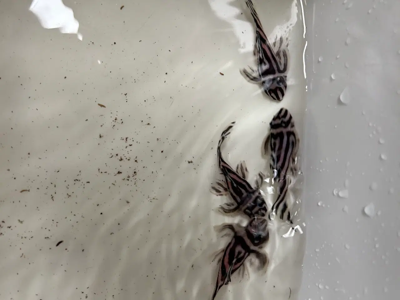 Billede 9 - L46 Hypancistrus Zebra