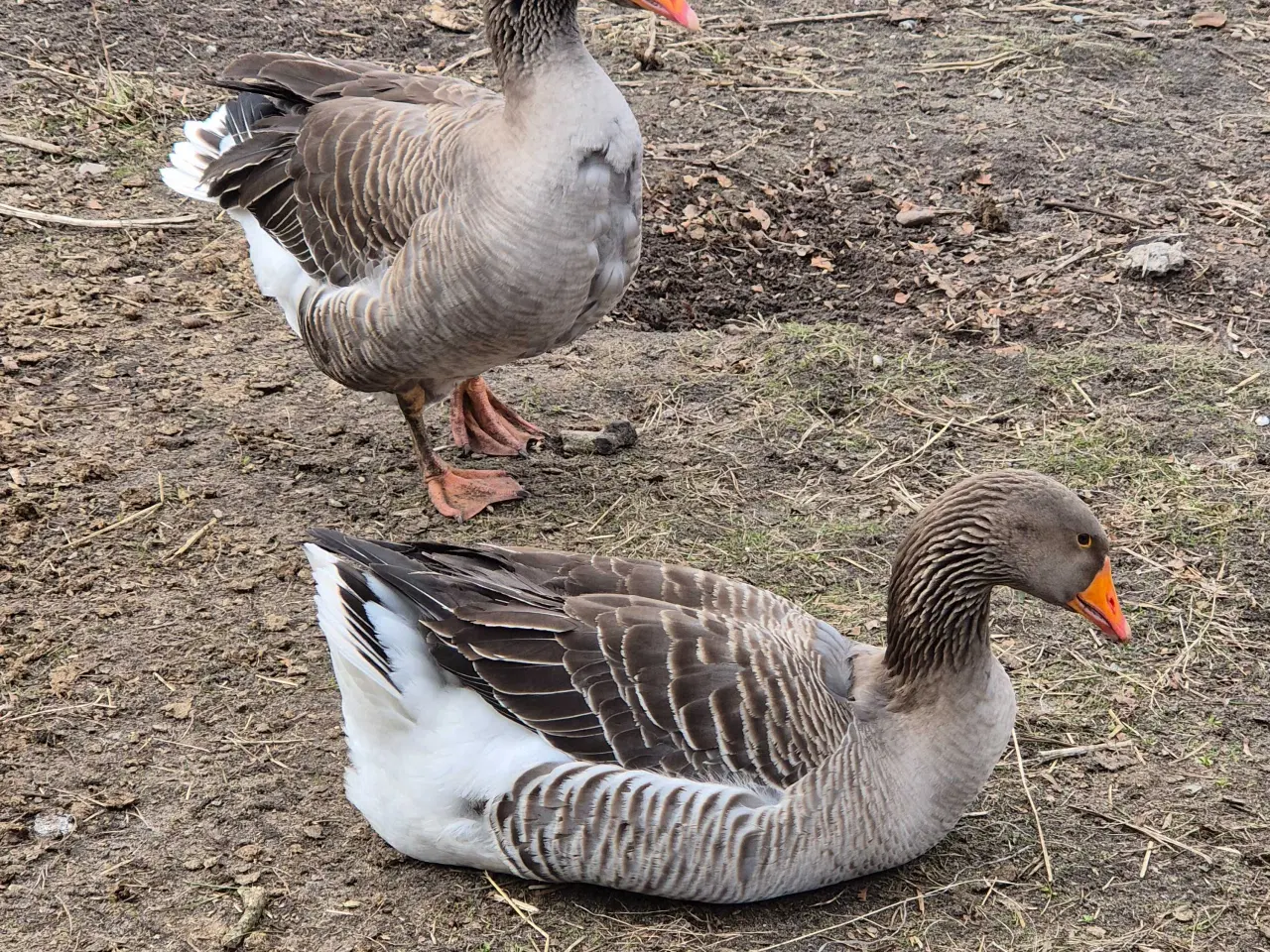 Billede 1 - Grå landgase 