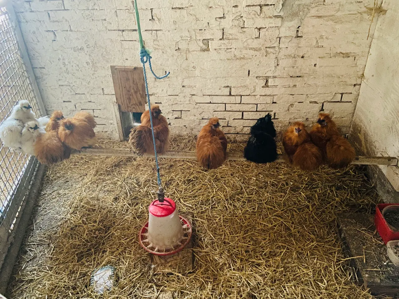 Billede 2 - UNGE DV SILKEHANER FRA SOMMEREN 24