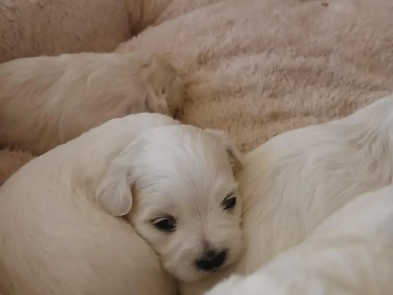 Billede 2 - Malteser hvalpe