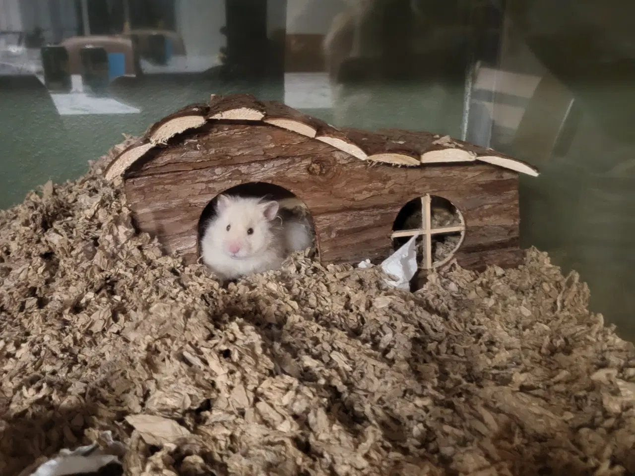 Billede 3 - Langhåret guldhamster med tilbehør 