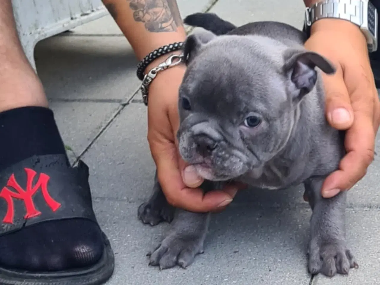 Billede 9 - American bully 