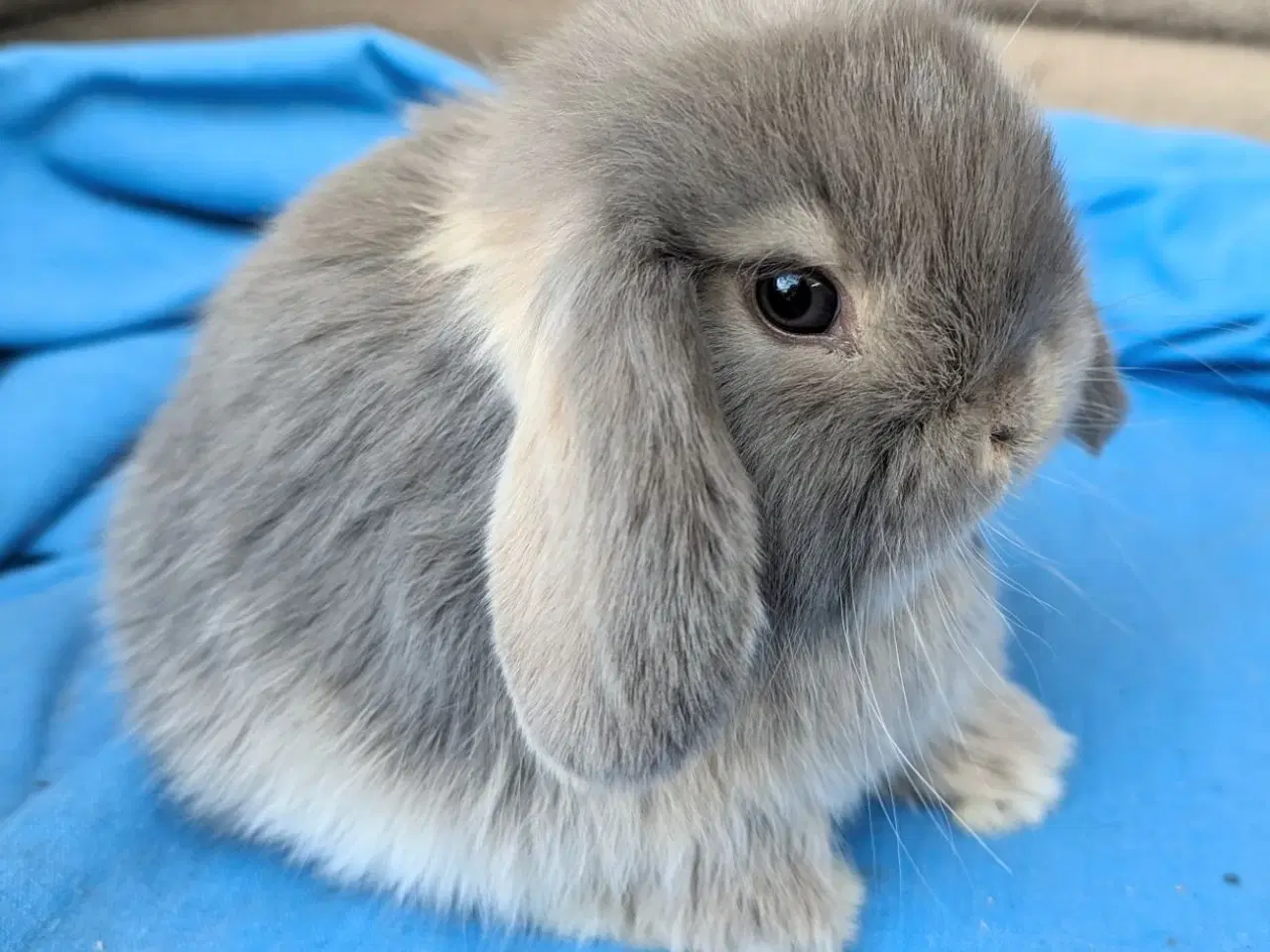 Billede 1 - Minilop kaninunge 