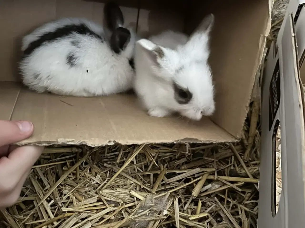 Billede 6 - Søde kanin unger