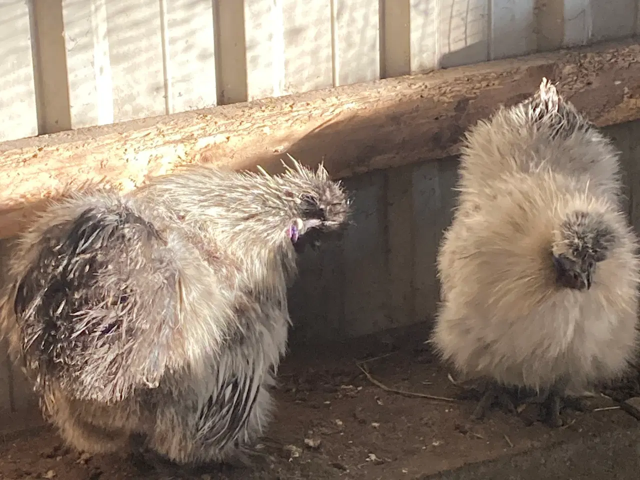 Billede 15 - Rene silke Høns