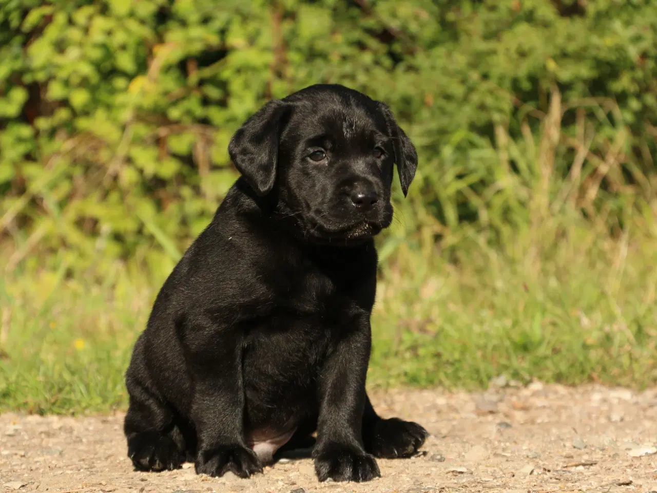 Billede 4 - Labrador Hvalpe sorte