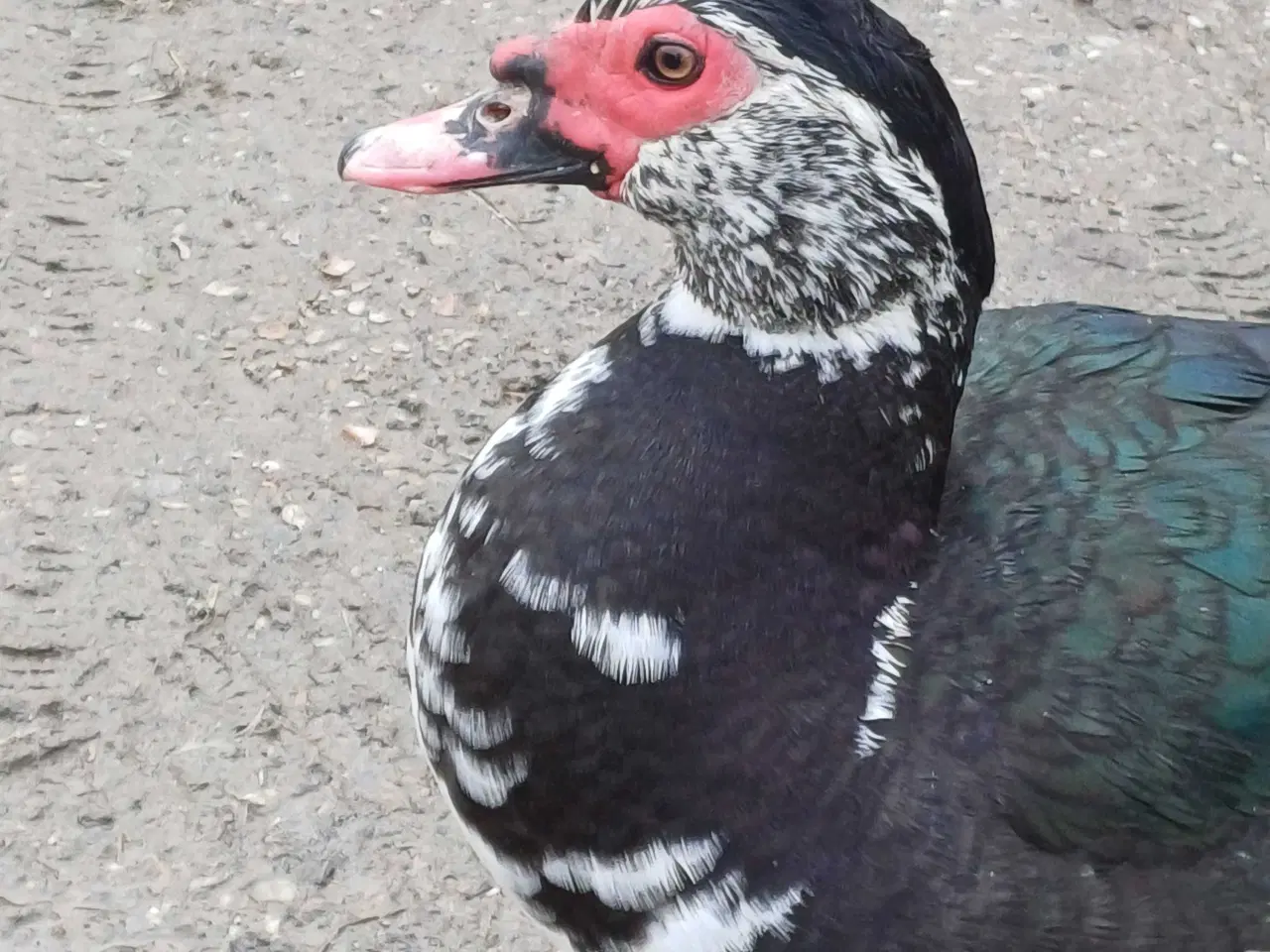 Billede 1 - Moskusænder han og hun