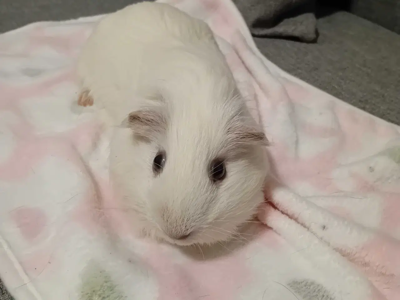 Billede 1 - Han marsvin 