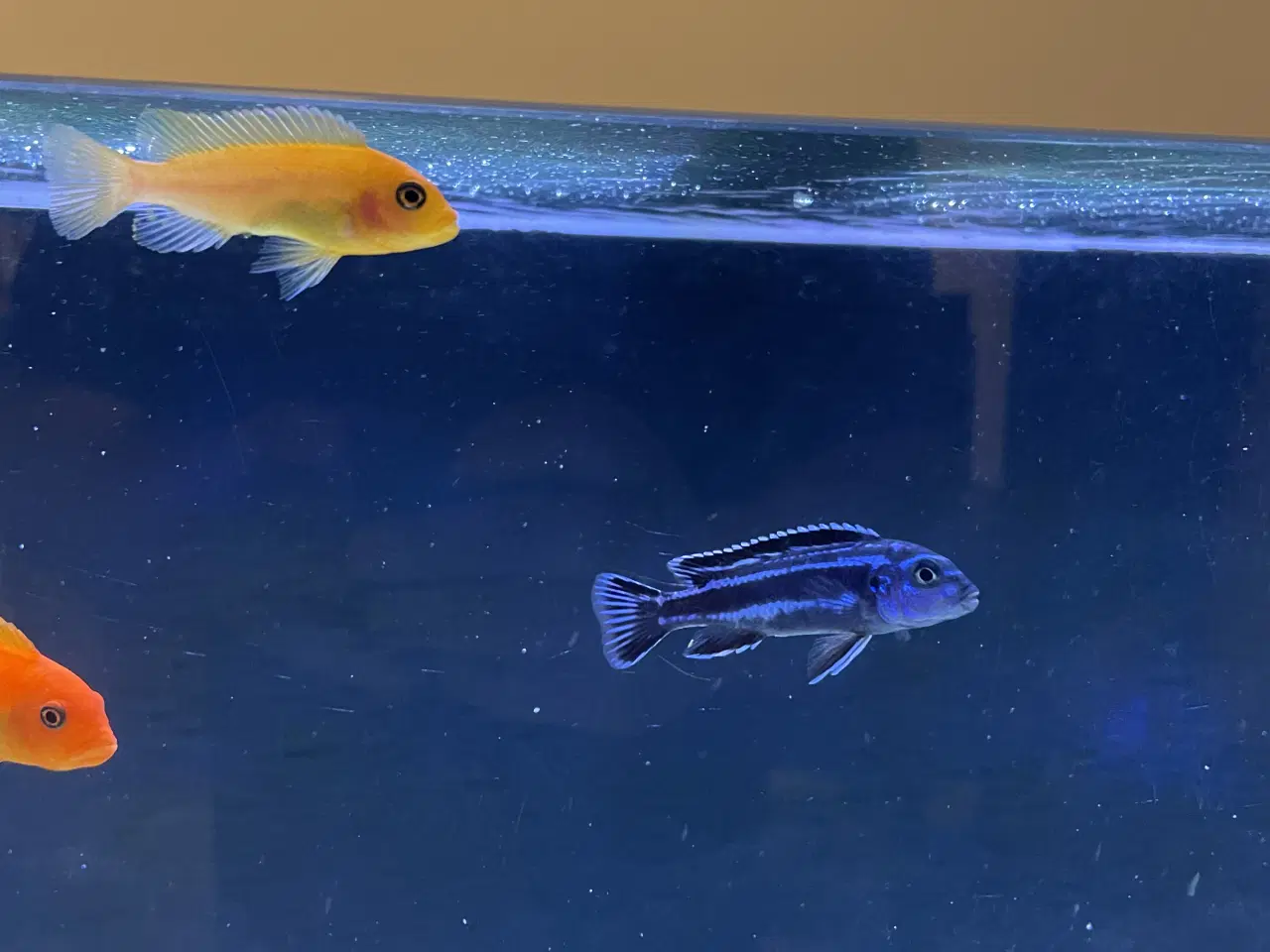 Billede 2 - Mbuna malawi 7stk