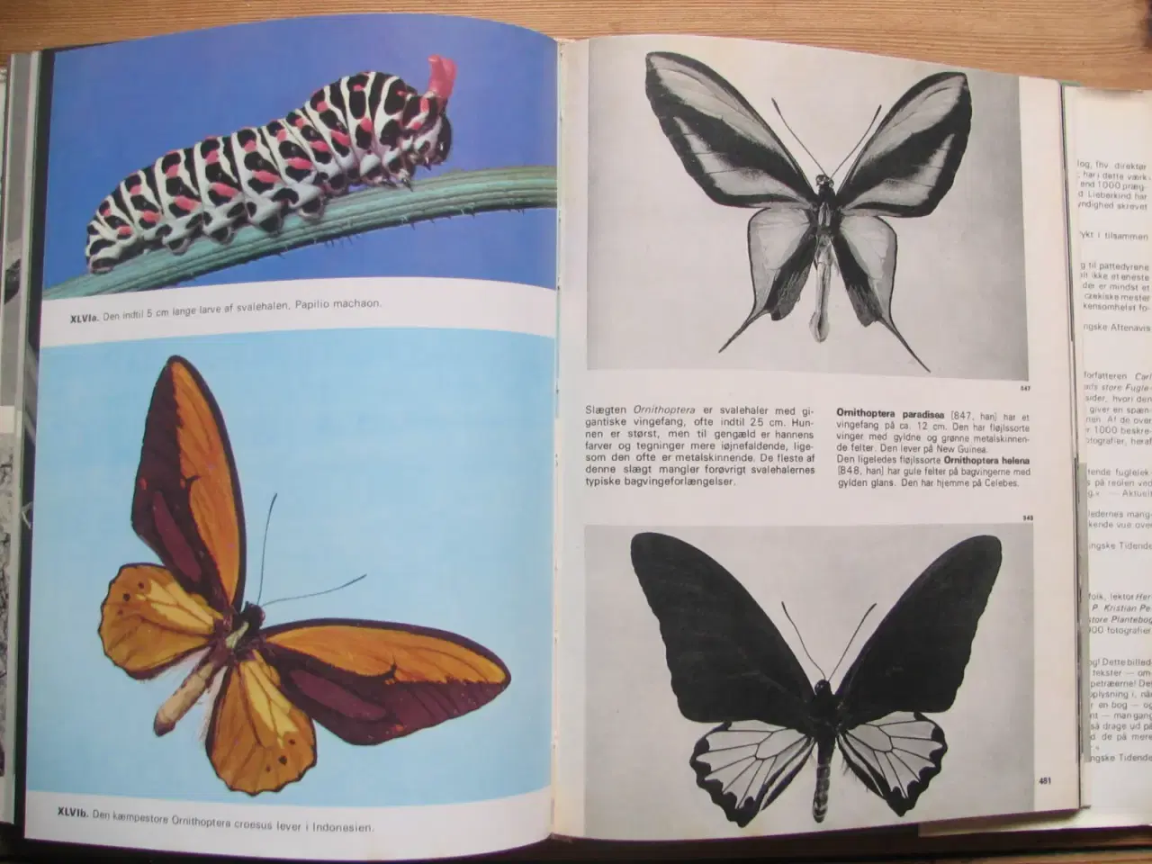 Billede 8 - V.J. Stanek (1907-1983). Fremads Store Insektbog