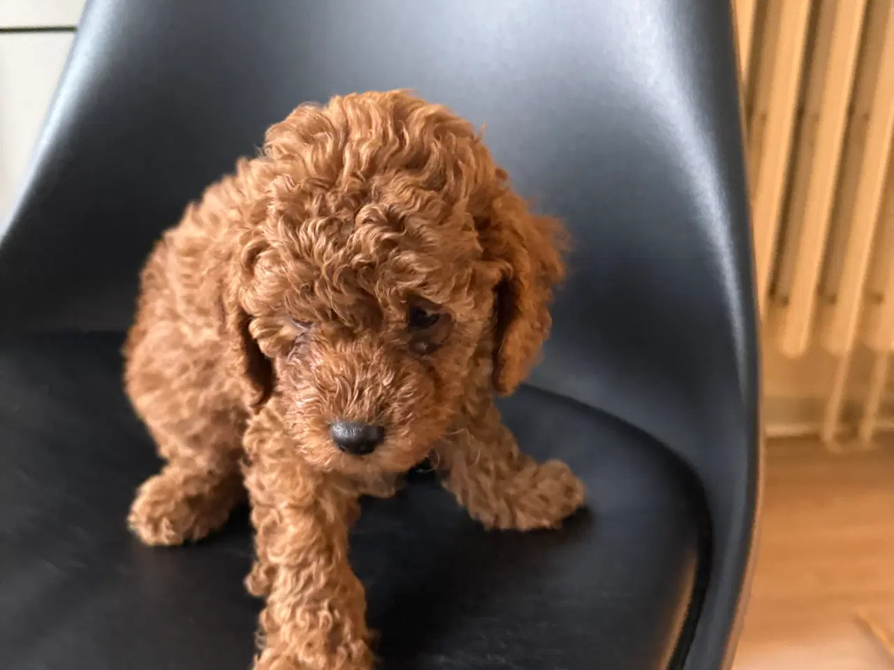 Billede 2 - Toy puddle hvalpe 