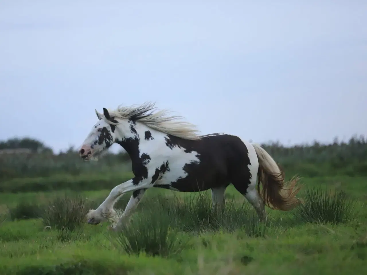 Billede 5 - Irish Cob heste søger nyt hjem 