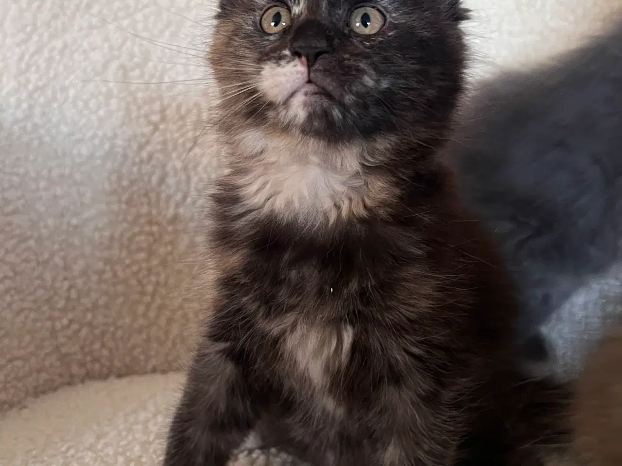 Billede 1 - Racetypiske Mainecoon killinger