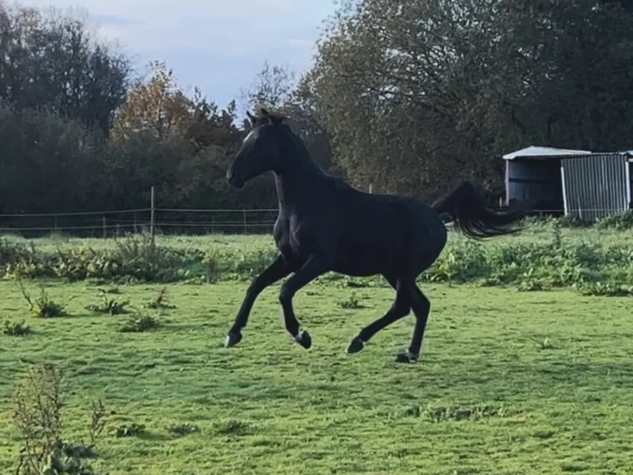 Billede 2 - Bedækning ved DV hingst