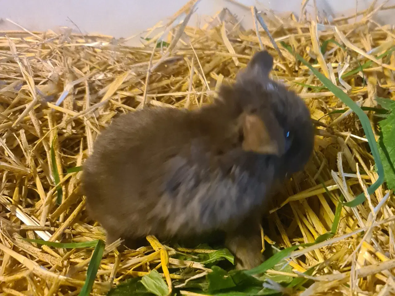 Billede 2 - Mini Lop, kanin unger 