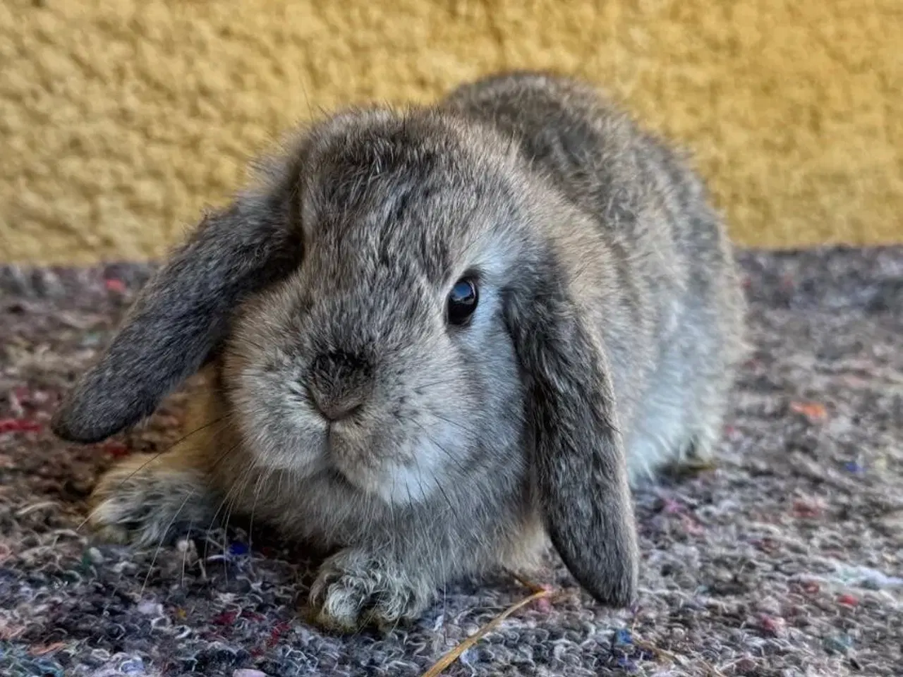 Billede 6 - Han Dværgvædder unge sælges