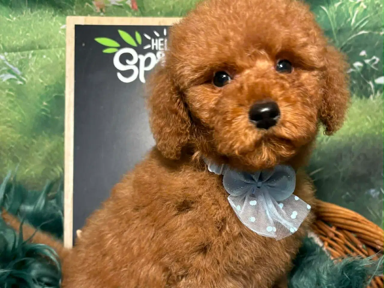 Billede 2 - Skønne røde Doodldoodle hvalpe 