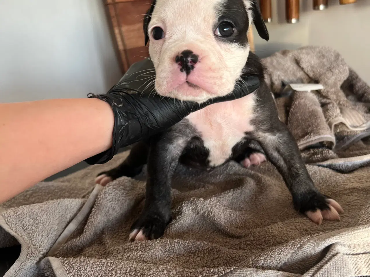 Billede 6 - 8 OEB hvalpe søger nyt hjem