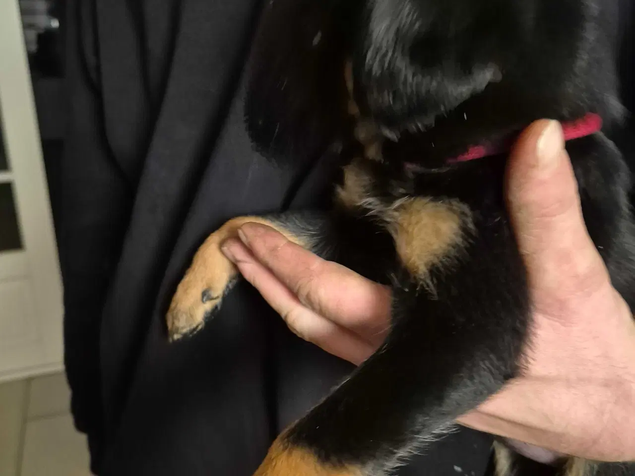 Billede 2 - 1 labrador/dobbermann hvalp