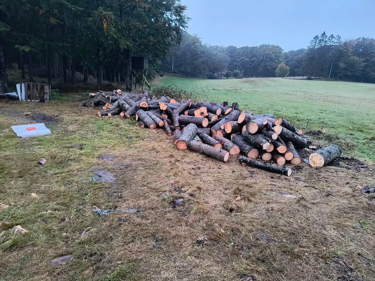 Billede 3 - rødgran i ca. 1 meter stykker 20 rm.