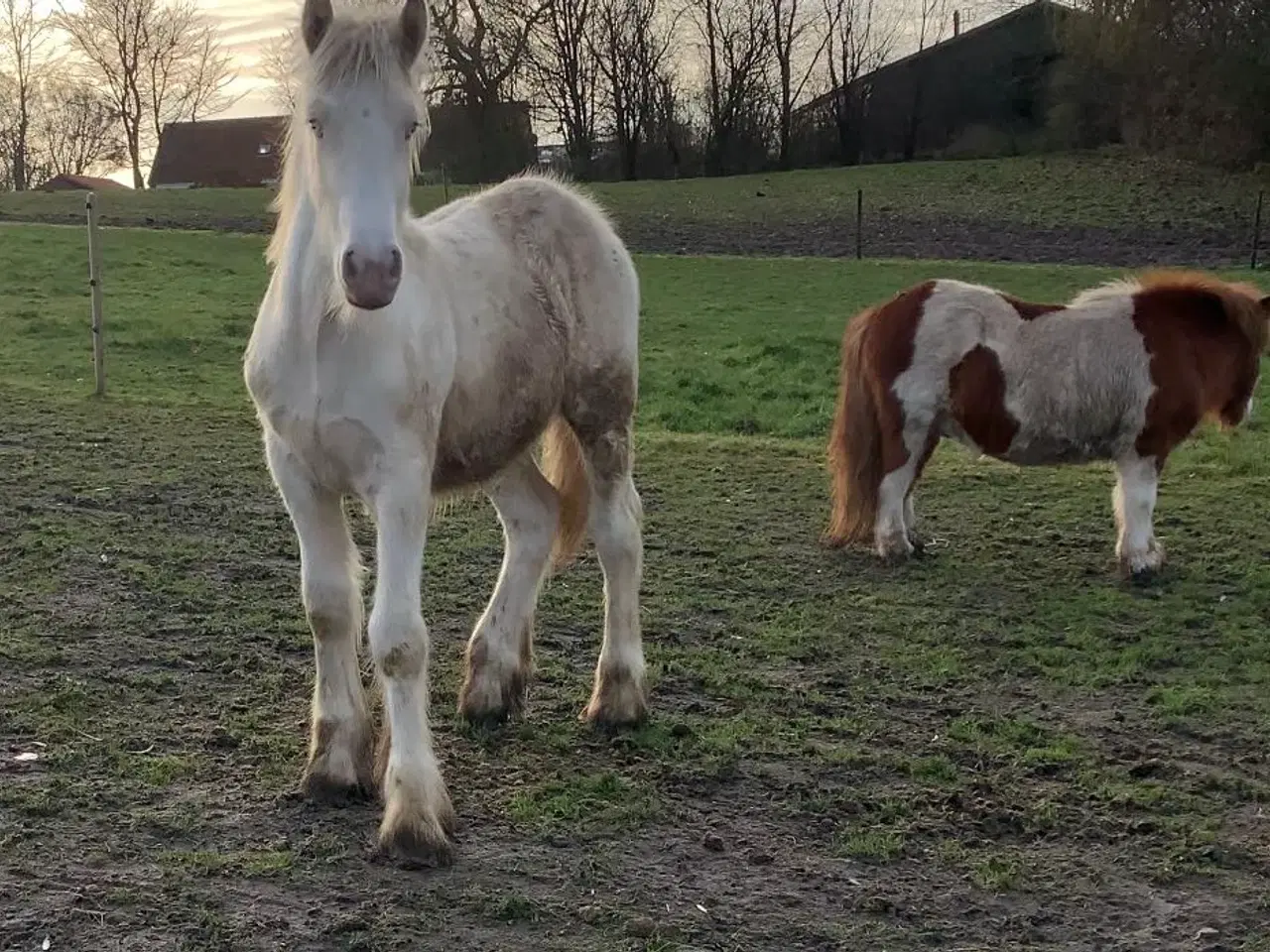 Billede 1 - Tinker hingsteplag i smuk farve