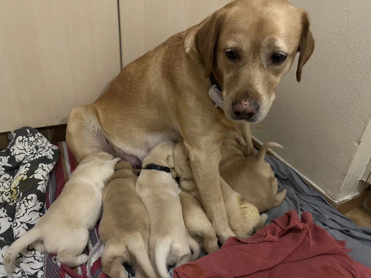 Billede 3 - De sødeste hundehvalpe