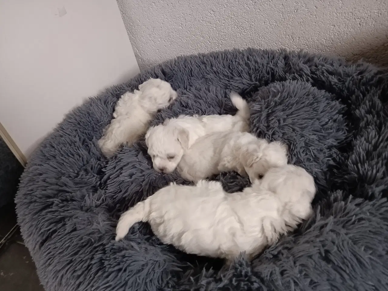 Billede 6 - Bichon Frise, hvalpe, 10 uger