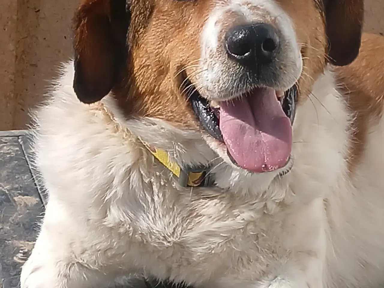 Billede 9 - Søde Carlotta søger sit eget menneske