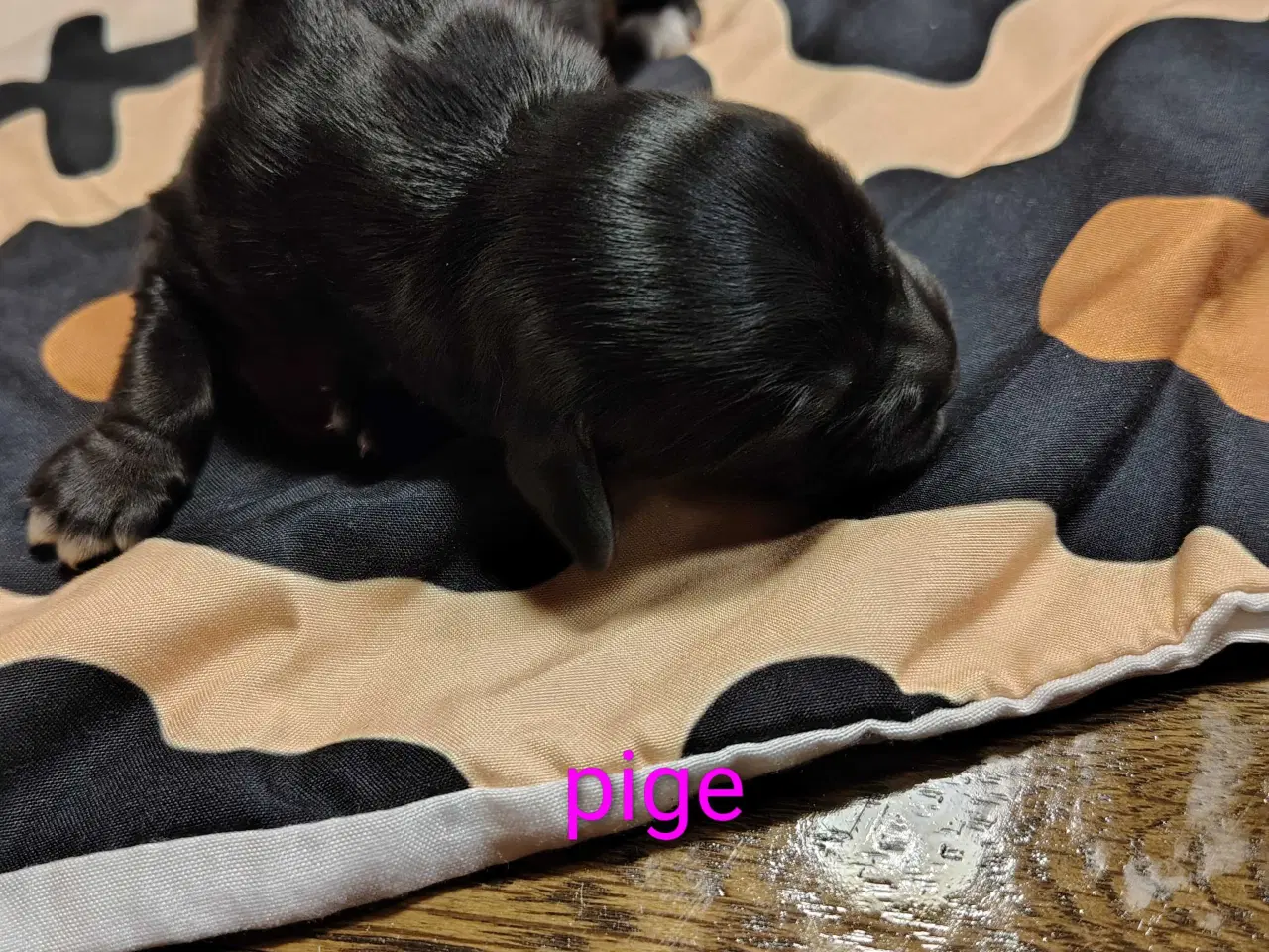 Billede 4 - Cocker Spaniel 