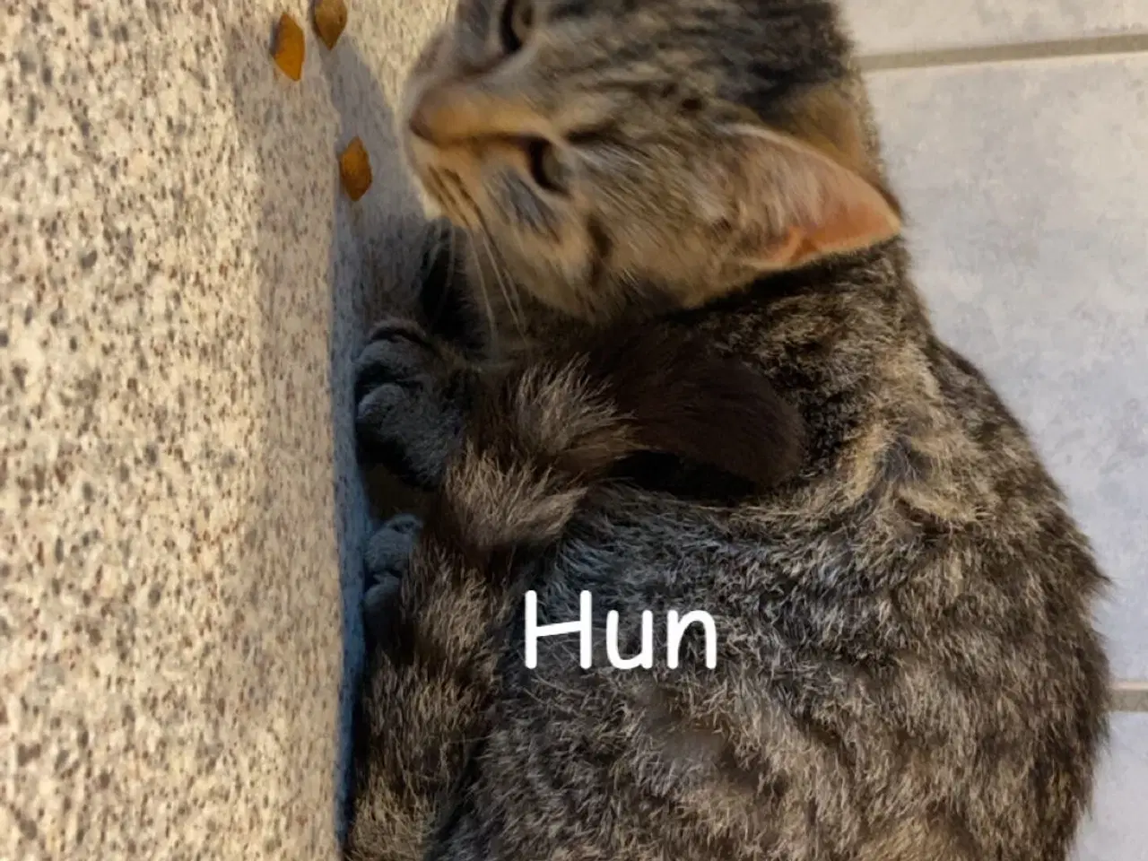 Billede 2 - Tre dejlige killinger på fem måneder