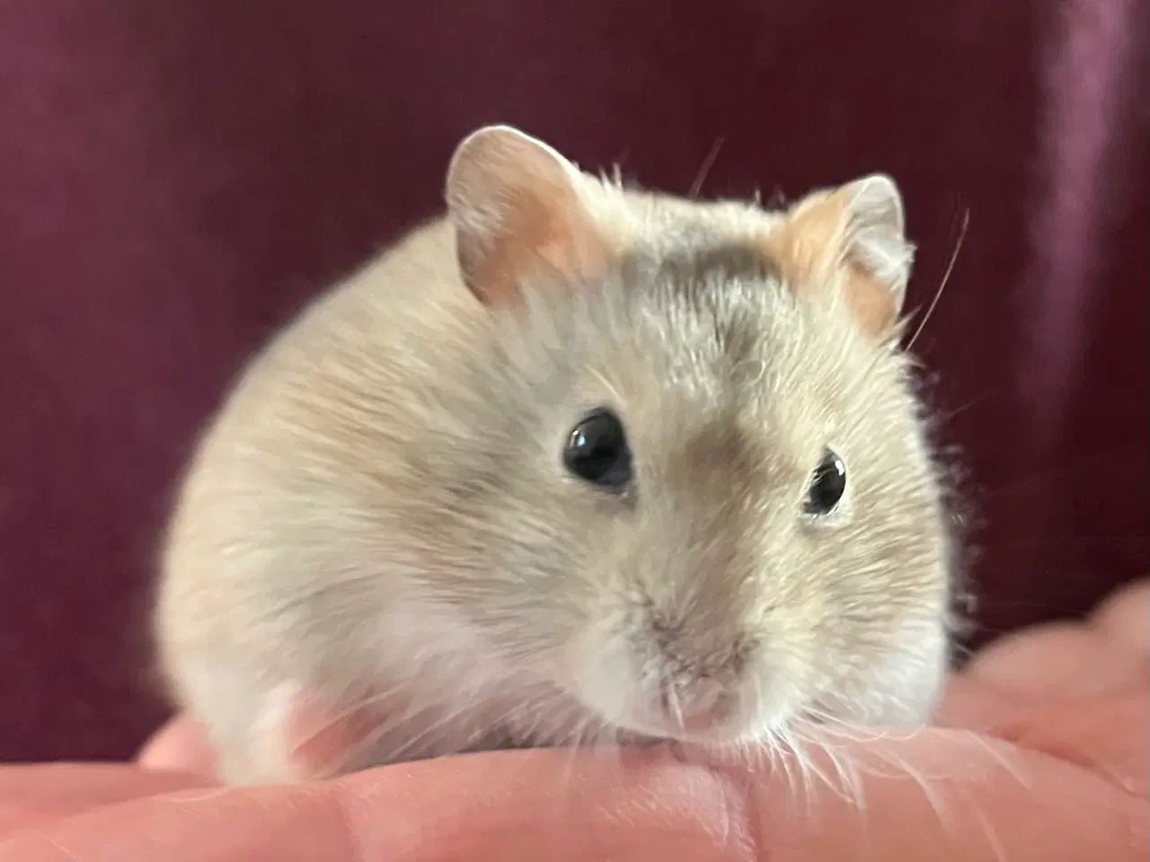 Billede 5 - 🩵🐹Skøn dværghamster unge, dreng🐹🩵