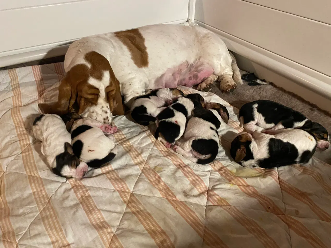 Billede 5 - Basset Hound hvalpe